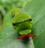 Butterfly caterpillar.jpg