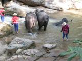 bath time for the elephants