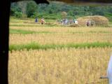 people working in the rice fields