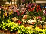 Singapore Airport flower garden