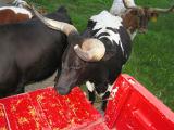 cows eating feed off the back of the truck  (which they were in the hay field and should not have been)