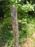 old wooden fence post with rusted barbed wire