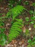 some kind of wild fern