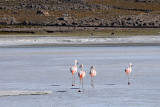 Flamingos on the Salar de Uyuni