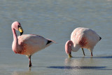 Flamingos in the Eduardo Alvaroa National Reserve, Southern Bolivia