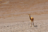 Vicuña in the Eduardo Alvaroa National Reserve, Southern Bolivia