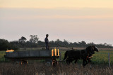Tres Cruces Mennonite Colony, Pailon, Santa Cruz, Bolivia
