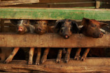 Tres Cruces Mennonite Colony, Pailon, Santa Cruz, Bolivia