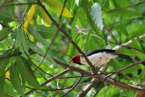 Red-capped Cardinal