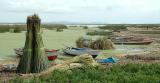Reeds