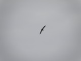 KNM Eagle