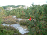 Red Silk showing the track at Rongesund