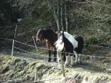 Friends at the Crossroad to Nappane