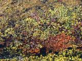 SeaWeed-Could be eaten for Survival