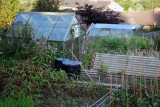 Allotments in Mossley, Lancashire, a place to get to relax and paint