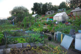 Allotments, sheds and greenhouses