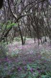 Woods on La Gomera Island