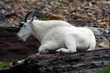 Glacier National Park-mountain goat