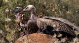 himalayan griffons feasting on a carcass
