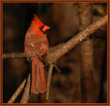 Northern Cardinal