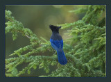 Stellar Jay.jpg