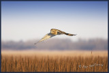 Gliding over the grass Hawk owl.jpg