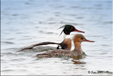 Red-Breasted-Merganser.jpg