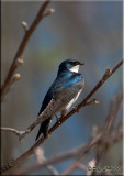 Tree-swallow.jpg