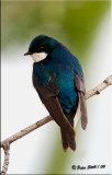 Tree swallow.jpg