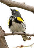 Yellow-rumped-warbler.jpg