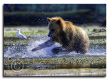 Grizzly-Mom-fishing-.jpg