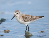 Semi-Palmated-Sandpiper.jpg