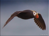 Tufted Puffin flight.jpg