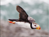 Horned Puffin flight.jpg