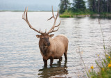 Bull Elk2.jpg