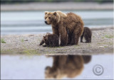 Bear reflection2.jpg