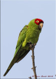 Red-masked Parakeet.jpg