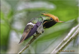 Rufous-crested Coquette.jpg