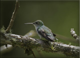 White Bellied Hummingbird.jpg