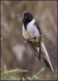 Bearded Mountaineer Hummingbird.jpg