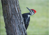 Pileated Woodpecker.jpg