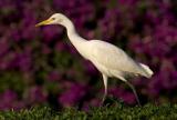 Cattle egret.jpg