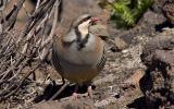 Chukar.jpg