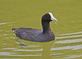 Hawaiian coot.jpg