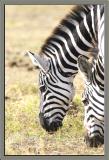 Zebra head down eating.jpg