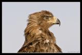Martial Eagle.jpg