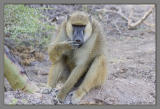 baboon smelling hand.jpg