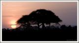 Sunrise Amboseli.jpg