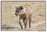 Spotted Hyaena.jpg