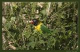 Yellow collared Lovebird.jpg